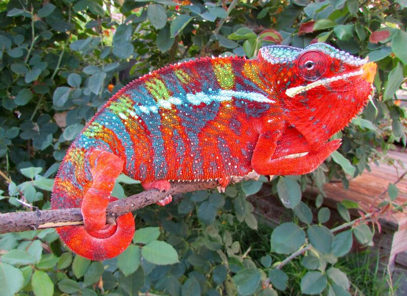 Panther Chameleon Breeders | Ambilobe Specialist - Gorgeous Panther