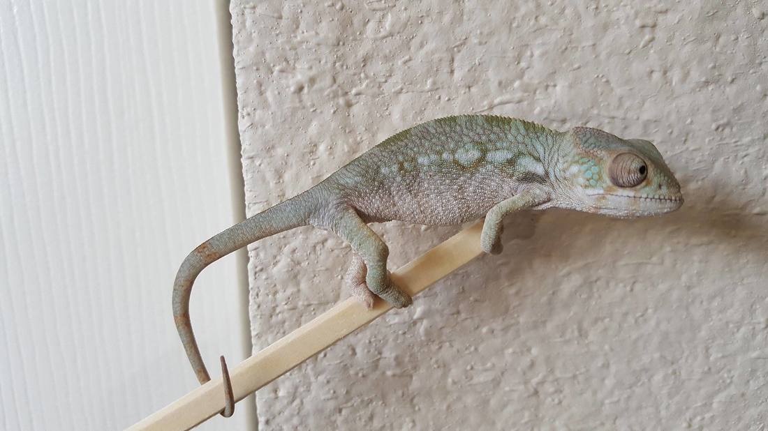 where to buy panther chameleon