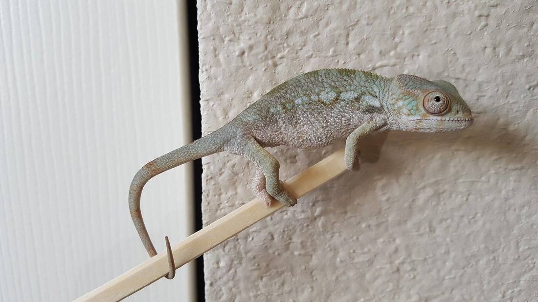 panther chameleons for sale in my area