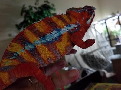 ambilobe chameleon for sale