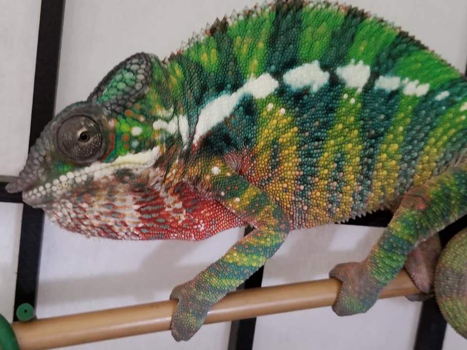 colorlicious chameleon